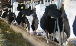 Boğaziçi’nde şap şüphesi: Numuneler türkiyeye gönderildi