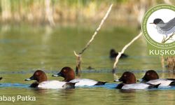 KUŞKOR ve BirdLife Cyprus, kış ortası su kuşu sayımı yaptı
