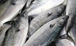 Güney Kıbrıs’ta balıklar kötü hava koşulları sebebiyle balık çiftliğinden denize kaçtı