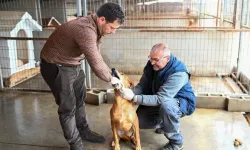 Amcaoğlu: Gönyeli–Alayköy Belediyesi hayvan barınağında 104 canlıya ev sahipliği yapılıyor