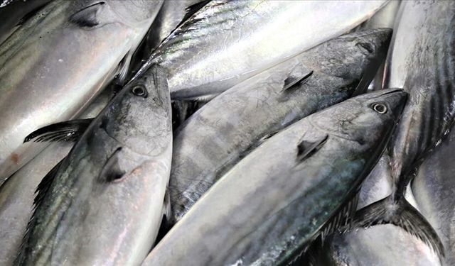 Güney Kıbrıs’ta balıklar kötü hava koşulları sebebiyle balık çiftliğinden denize kaçtı