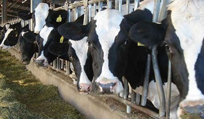 Boğaziçi’nde şap şüphesi: Numuneler türkiyeye gönderildi