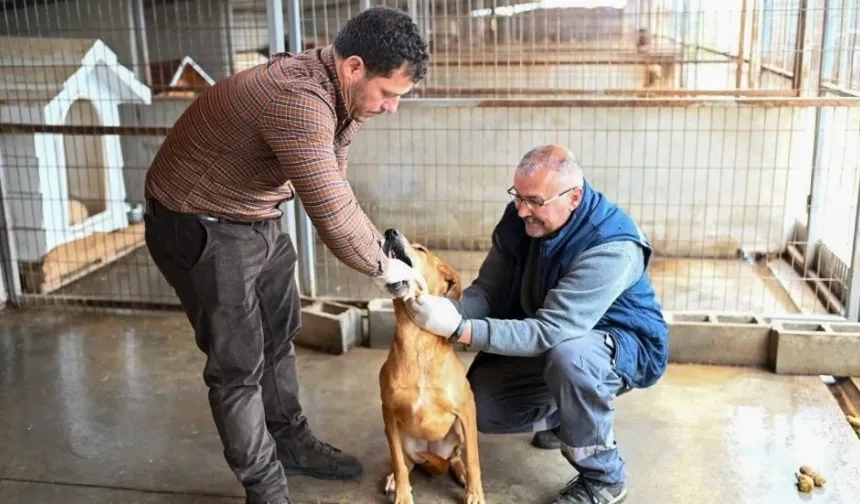 Amcaoğlu: Gönyeli–Alayköy Belediyesi hayvan barınağında 104 canlıya ev sahipliği yapılıyor
